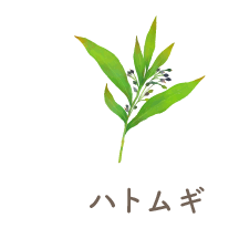 ハトムギ
