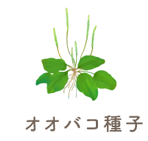 オオバコ種子
