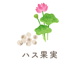 ハス果実