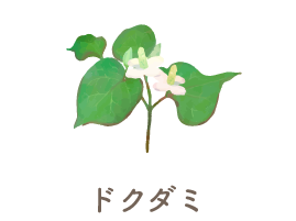 ドクダミ